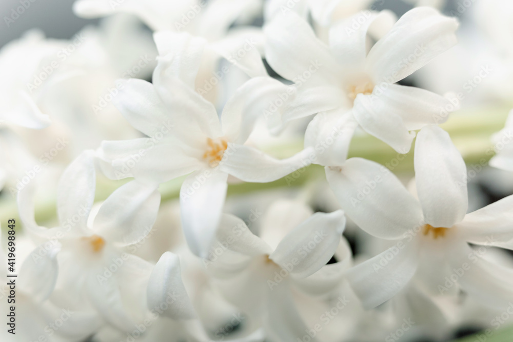 Fototapeta premium Close-up of white spring flowers. Floral background.