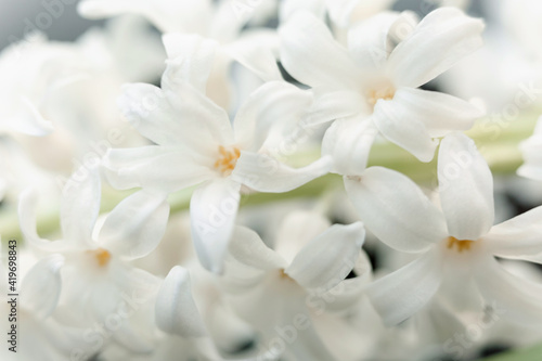 Close-up of white spring flowers. Floral background.