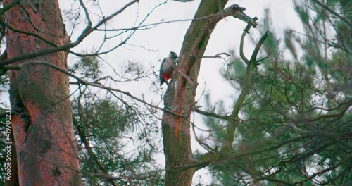 Close-up of middle spotted woodpecker (Dendrocoptes medius) looking for food on the tree bark in the forest. photo