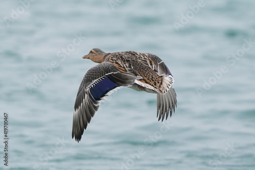 Mallard ducks, one leucistic, flying over water of lake in winter on overcast day in waves