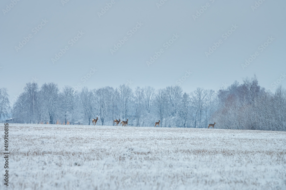 Deer family eating on a snowy crop field. Picturesque winter landscape with wildlife. Deer running away sensing danger. Deer family eating on a snowy crop field. Picturesque winter landscape with wildlife. Deer running away sensing danger.