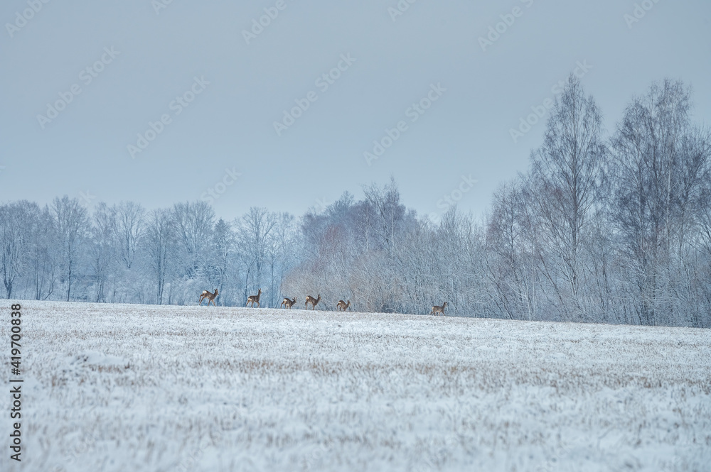 Deer family eating on a snowy crop field. Picturesque winter landscape with wildlife. Deer running away sensing danger. Deer family eating on a snowy crop field. Picturesque winter landscape with wildlife. Deer running away sensing danger.