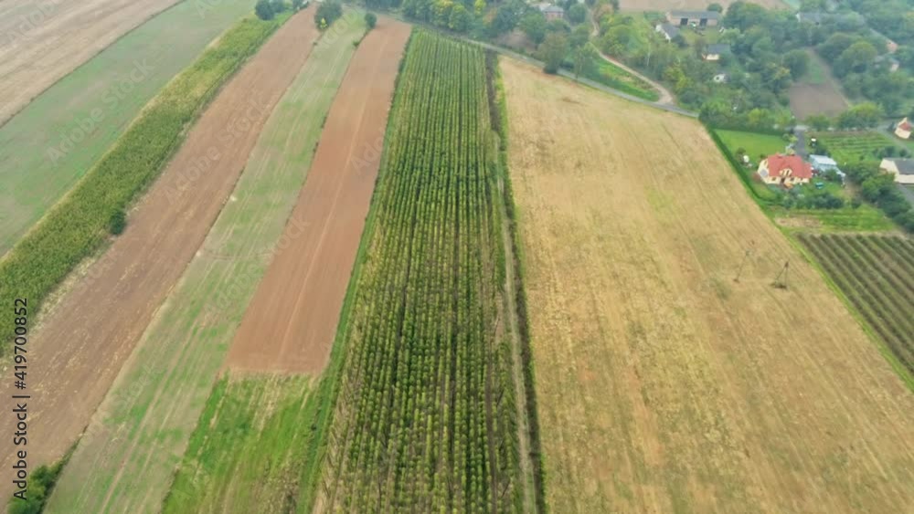 Multicolor Rows of Cultivated Rural Fields in Countryside. Aerial Agricultural Landscape with Humulus Hop Cultivation for Organic Eco Beer Brewing Production. B-roll Drone Fly over Wide Shot Multicolor Rows of Cultivated Rural Fields in Countryside. Aerial Agricultural Landscape with Humulus Hop Cultivation for Organic Eco Beer Brewing Production. B-roll Drone Fly over Wide Shot