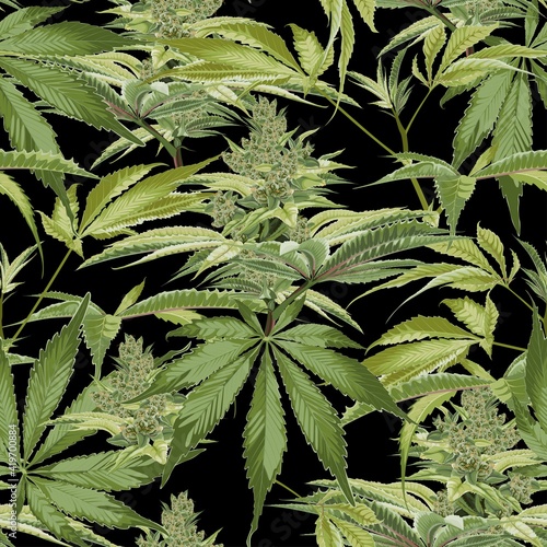 Seamless pattern of cannabis plant. Legal Medicine Cannabis Marijuana Illustration.