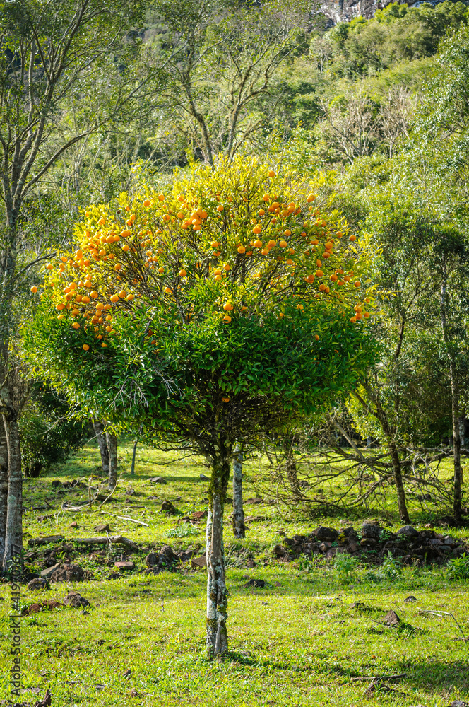 Naklejka premium Tangerine tree in Gramado, Rio Grande do Sul State, Brazil on August 10, 2008.