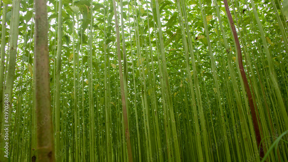 Arrange jute in the field of green jute. Row upon row of jute. Images are in high-resolution backgrounds. Arrange jute in the field of green jute. Row upon row of jute. Images are in high-resolution backgrounds.