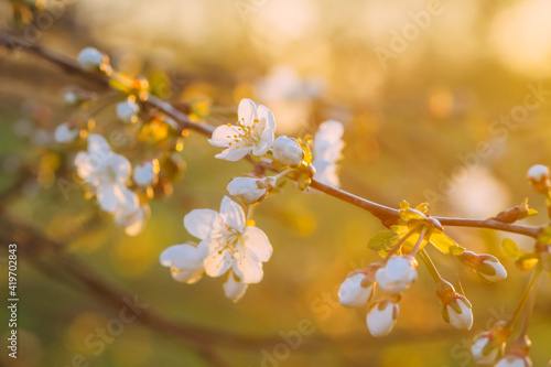 Cherry tree banches with white flowers in warm golden sunset light in spring garden.