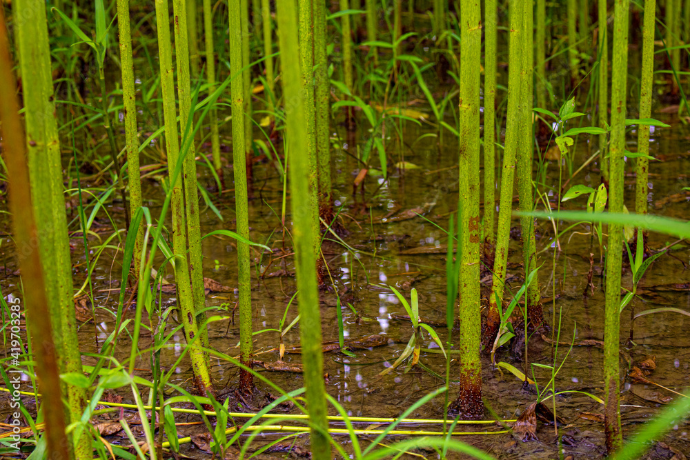 The field is full of jute. Images are in high-resolution backgrounds. This is a close-up image of jute. The field is full of jute. Images are in high-resolution backgrounds. This is a close-up image of jute.