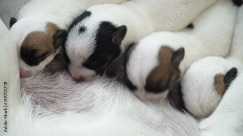 Newborn puppies sucking dog milk