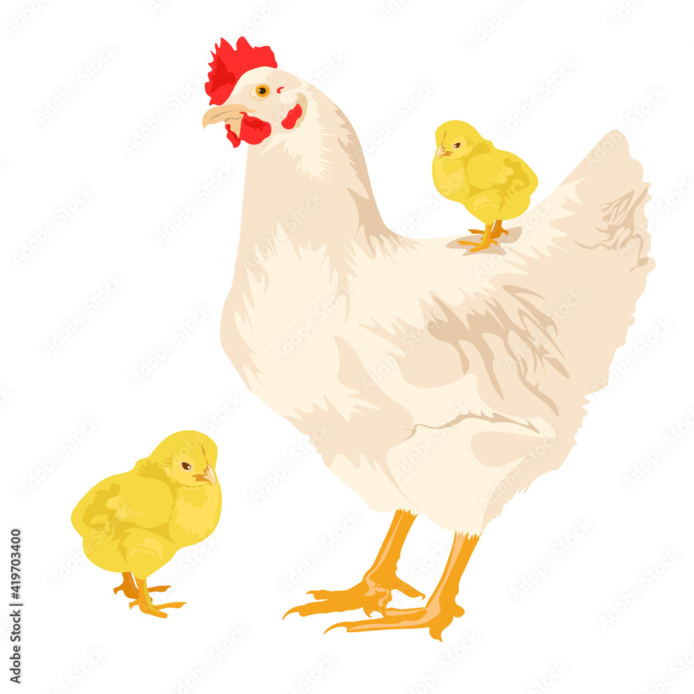 Chicken vector cartoon chicken character hen and rooster. Vector set of cute chickens on a white background. farm animals concept. environmentally friendly