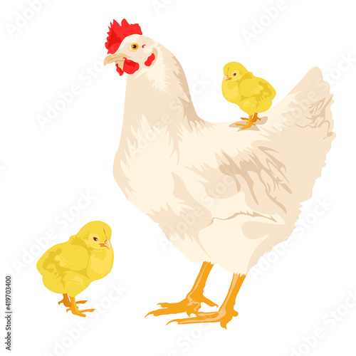 Chicken vector cartoon chicken character hen and rooster. Vector set of cute chickens on a white background. farm animals concept. environmentally friendly