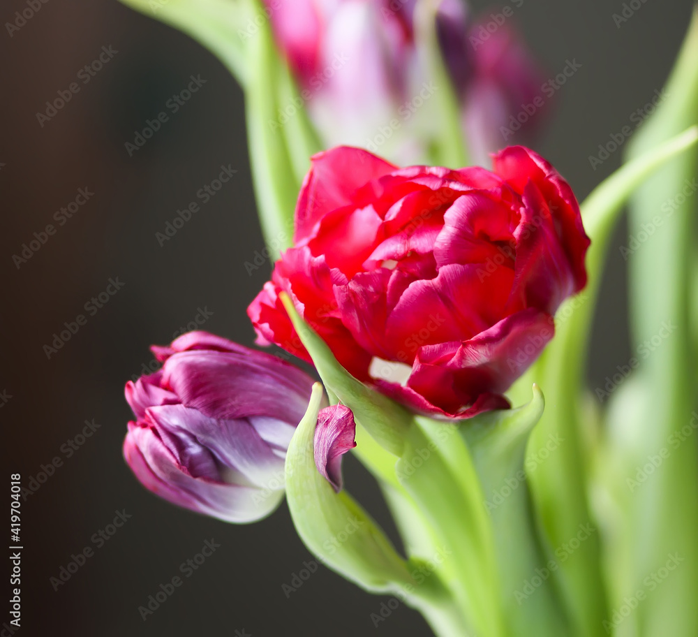 Naklejka premium Red tulips flowers in a bouquet