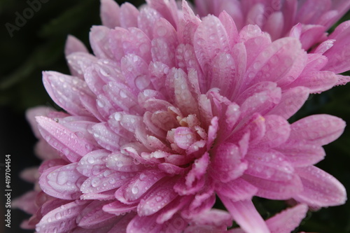 Crisantemo rosa con gotas de agua en los p  talos