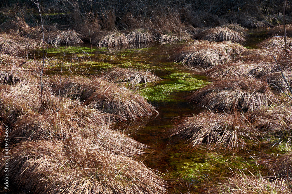 Bumps and moss in a flooded forest swamp in early spring Bumps and moss in a flooded forest swamp in early spring