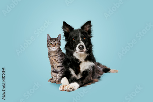 Fototapeta tabby cat and border collie dog