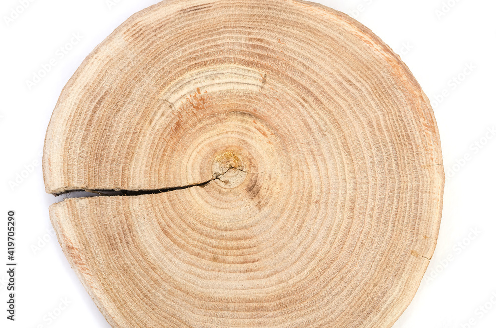 Naklejka premium Wooden saw cut of a tree silt with a pronounced pattern of annual rings on a white background