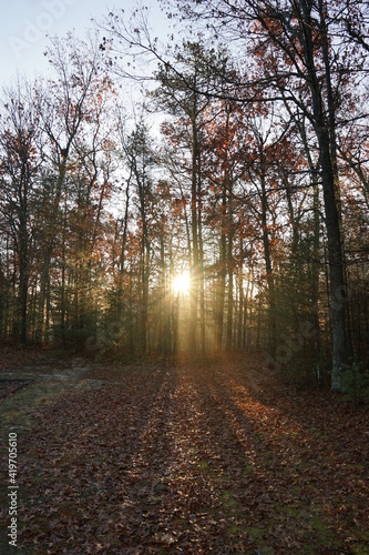 A sunrise creates beams of light through the trees in an autumn forest.