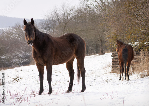 Horses in a winter snow farm field