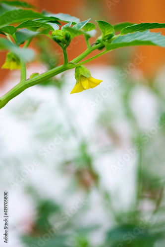 Tomatillo Flower On Branch