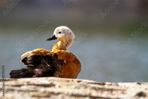 Ruddy shelduck on lakeside. photo