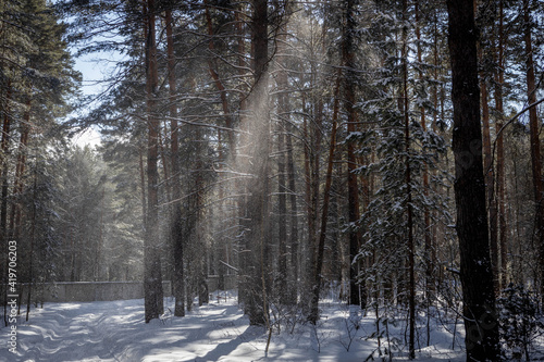 winter forest © Mar