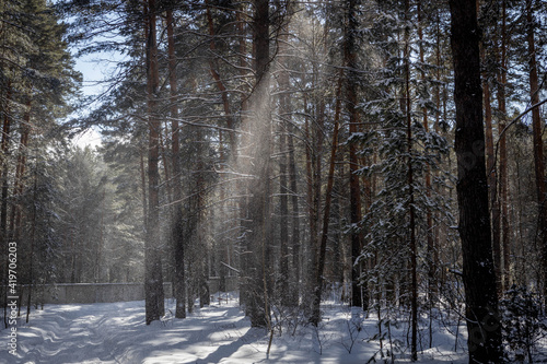 winter forest