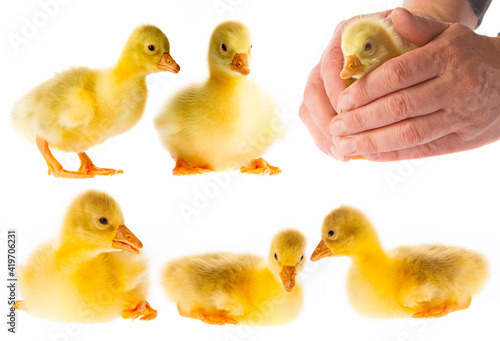 Canvas Print gosling