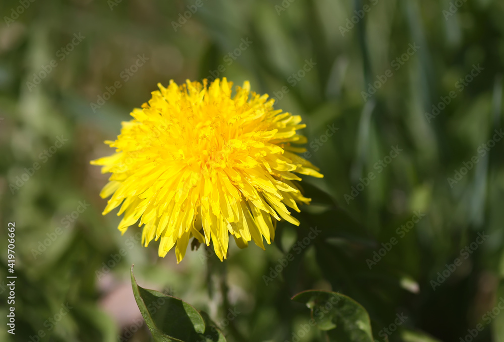 Blooming yellow dandelion flowers. Taraxacum officinale plants in garden. Springtime. Blooming yellow dandelion flowers. Taraxacum officinale plants in garden. Springtime.