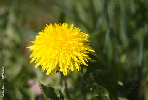 Blooming yellow dandelion flowers. Taraxacum officinale plants in garden. Springtime.