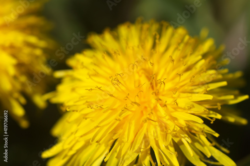 Blooming yellow dandelion flowers. Taraxacum officinale plants in garden. Springtime.