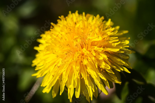 Blooming yellow dandelion flowers. Taraxacum officinale plants in garden. Springtime.