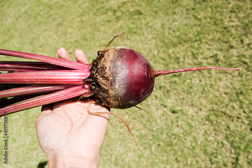 Red beet root vegetable freshly plucked from kitchen garden farm backyard. female woman person holding Fresh beetroot vegetanle plant from root to leaves. Single plant foliage in hands photo