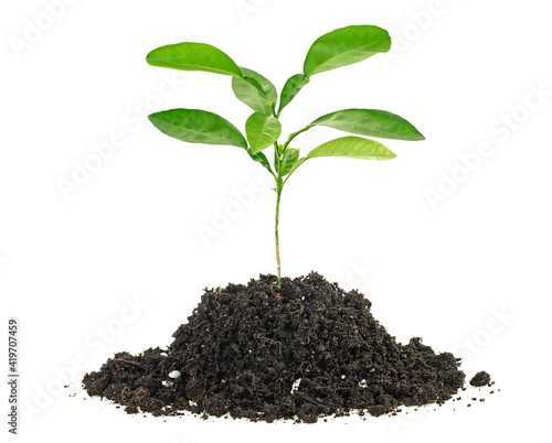 Small green plant in a mound of soil on a white background. Citrus plant.