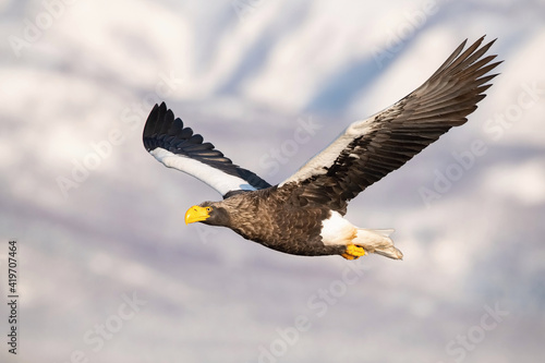 The Steller's sea eagle, Haliaeetus pelagicus  The bird is flying in beautiful artick winter environment Japan Hokkaido Wildlife scene from Asia nature. came from Kamtchatka..
