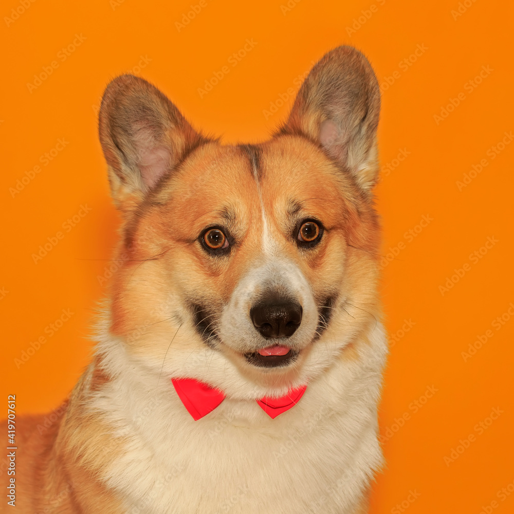portrait of cute corgi dog puppy with big ears against a yellow isolated background portrait of cute corgi dog puppy with big ears against a yellow isolated background