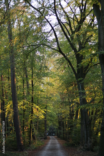 Fototapeta Naklejka Na Ścianę i Meble -  Autumn forest. Fall nature view. Sun rays prenetrate through branches of trees.