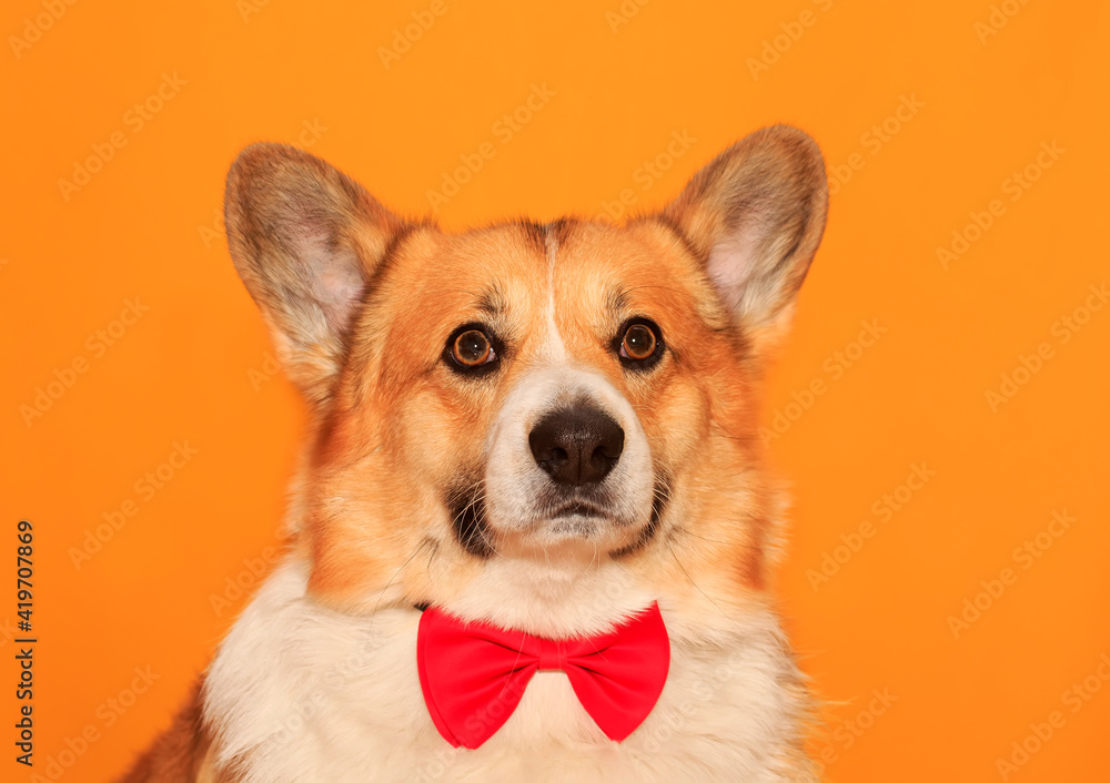 funny puppy corgi dogs with big ears on yellow isolated background portrait funny puppy corgi dogs with big ears on yellow isolated background portrait