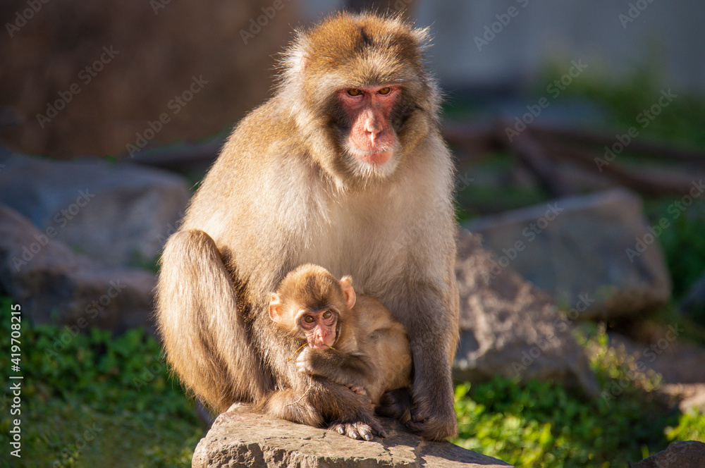 japanese macaque sitting on the ground holding her young child.  Animals together