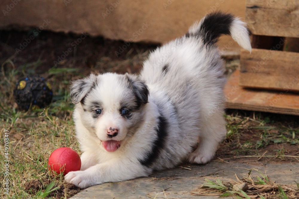 Fototapeta premium Filhotes