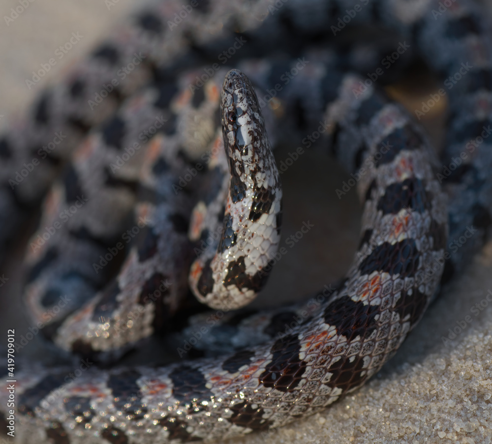 Fototapeta premium short tailed snake (Lampropeltis extenuata) with red dorsal blotched pattern; Florida endemic protected rare species in king snake family; constrictor that eats tantilla crowned snakes