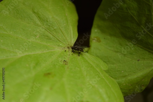 A fly on a leaf of a houseplant.