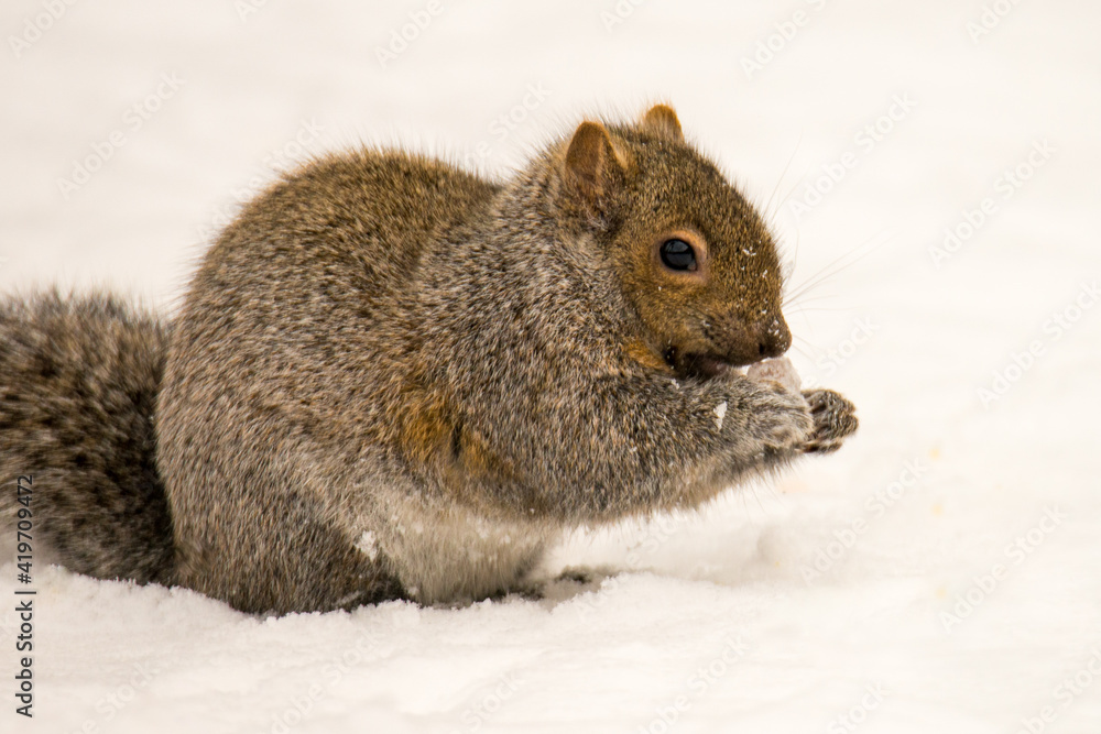 squirrel in winter squirrel in winter