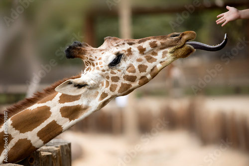 Photography Child’s hand feeding a Giraffe