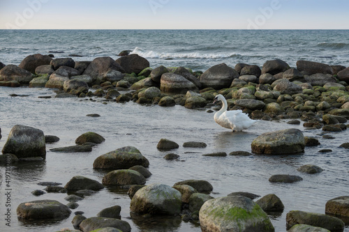 sea swan