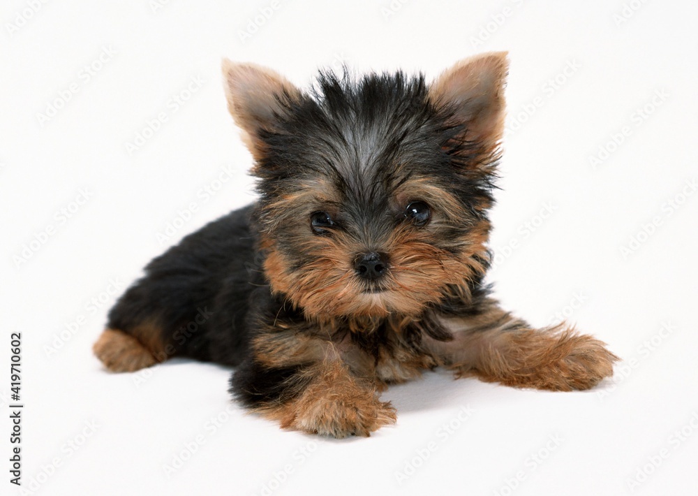 Yorkshire terrier puppy on white background Yorkshire terrier puppy on white background