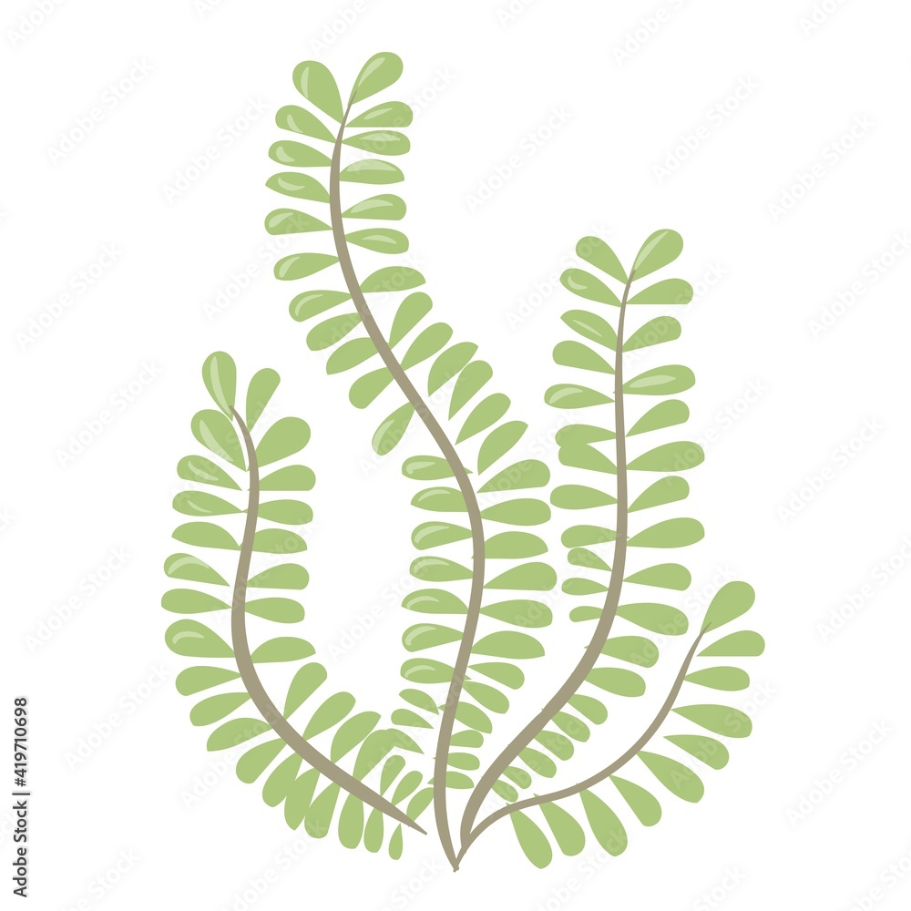 Marine plants. Seaweed. Plants for the aquarium. Vector illustration isolated on white background. Marine plants. Seaweed. Plants for the aquarium. Vector illustration isolated on white background.