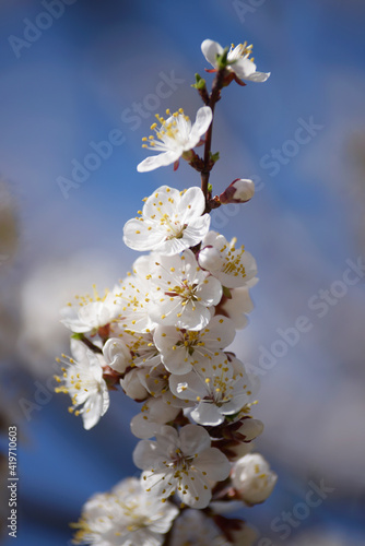blooming cherry tree in the garden