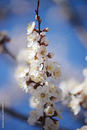 blooming cherry tree in the garden
