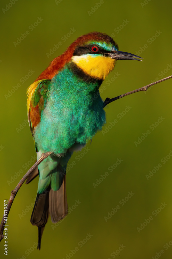 European bee-eater, merops apiaster, singing on bough in summer sunlight. Colorful bird sitting on twig in green environment. Wild feathered animal calling on branch. European bee-eater, merops apiaster, singing on bough in summer sunlight. Colorful bird sitting on twig in green environment. Wild feathered animal calling on branch.