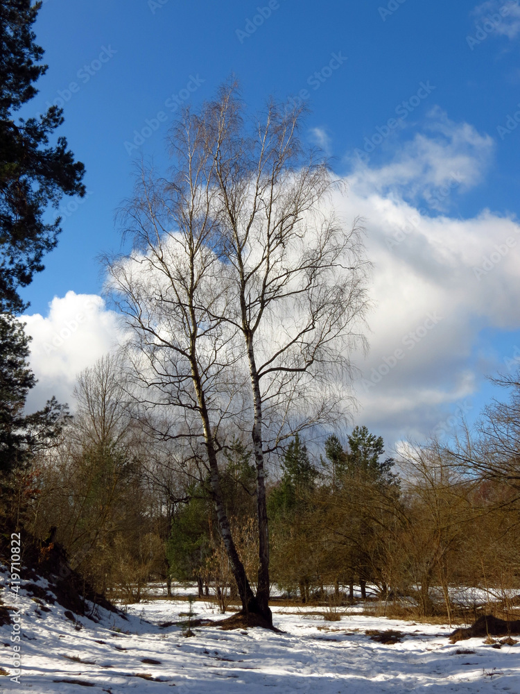Fototapeta premium trees in winter